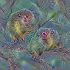 n02490219 marmoset